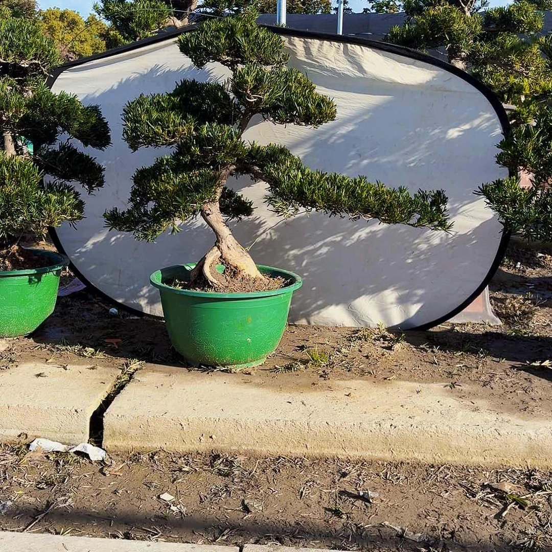 完全开放精品罗汉松