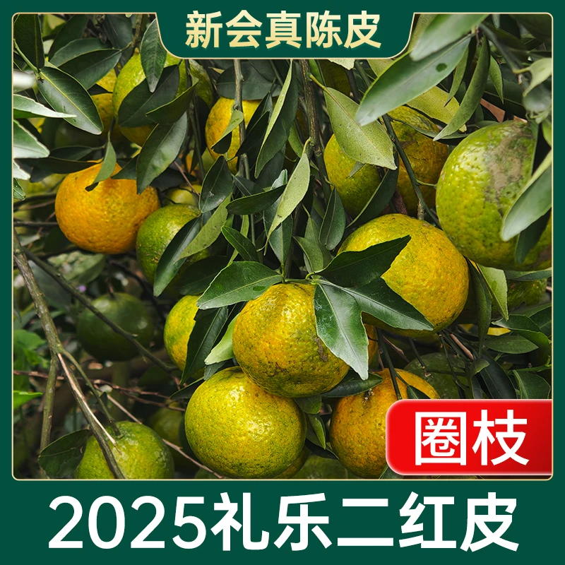 【粤探专属】2025年礼乐【圈枝二红皮】茶枝柑现摘开皮生晒新会陈皮