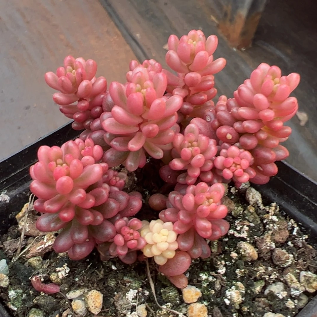 浆果锦，覆轮锦小群