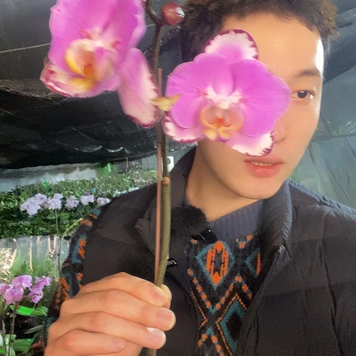 无花朵蝙蝠侠蝴蝶兰