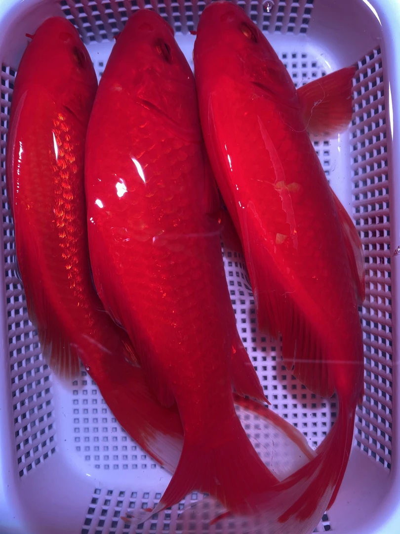 【18-20cm】凤尾大红草三条锦鲤金鱼观赏鱼好养耐活观赏鱼