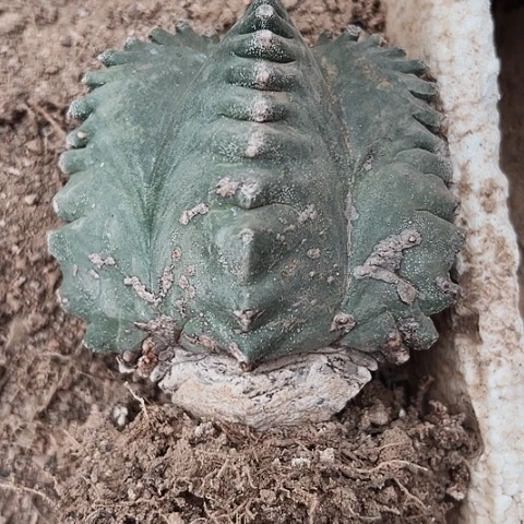 827处理木心根仙人球