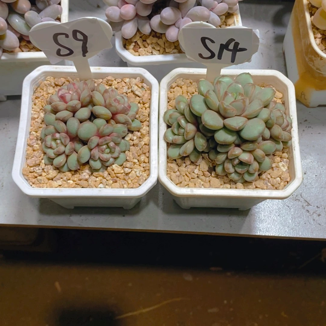 無****！葡萄群多肉植物