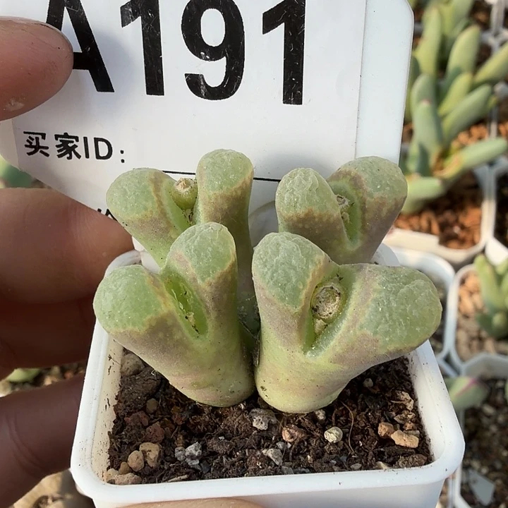 191。多肉植物的生长