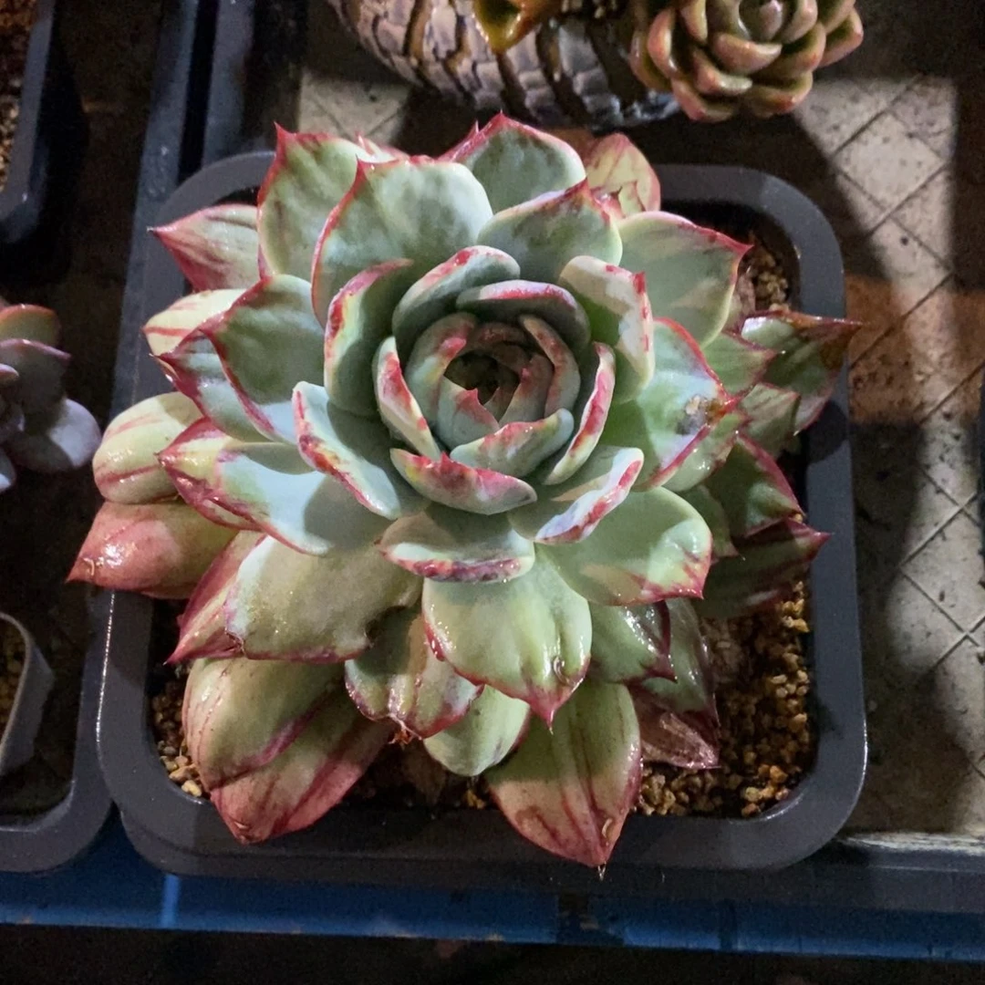 藏***灵惊鸿仙子一物一拍