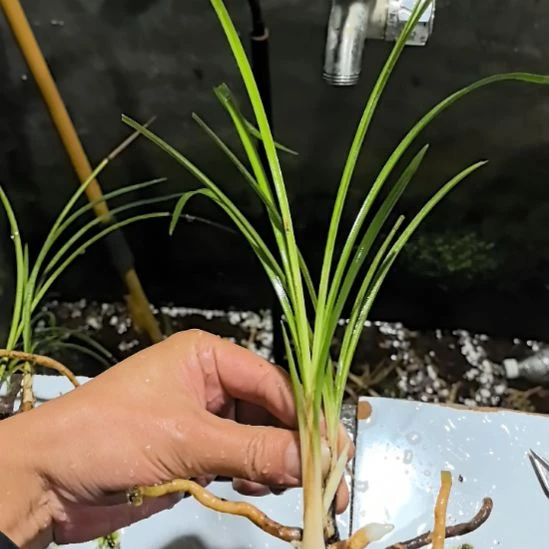 完全开放白雪公主龙头苗