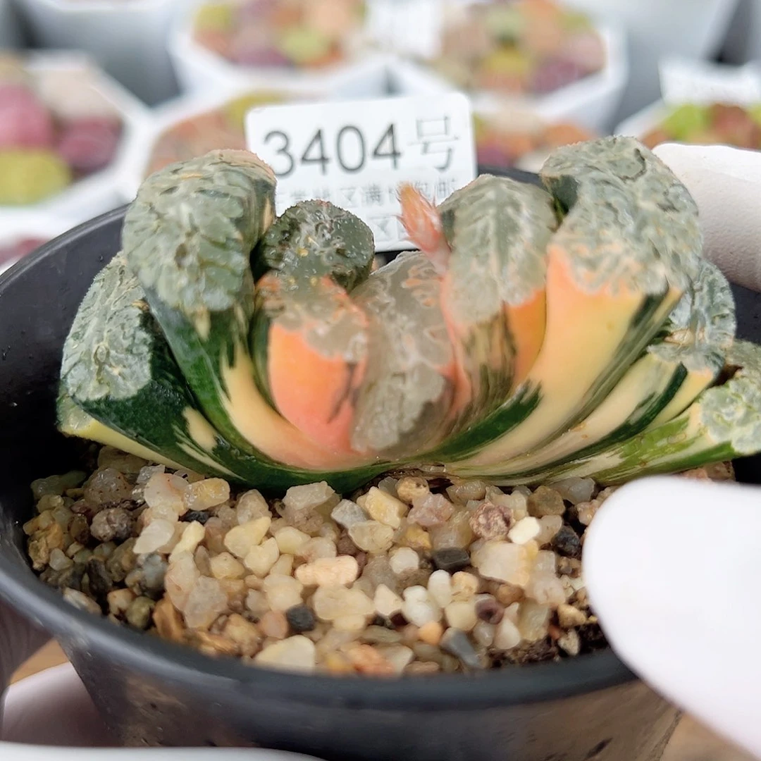 3404 好养易活生石花大母本