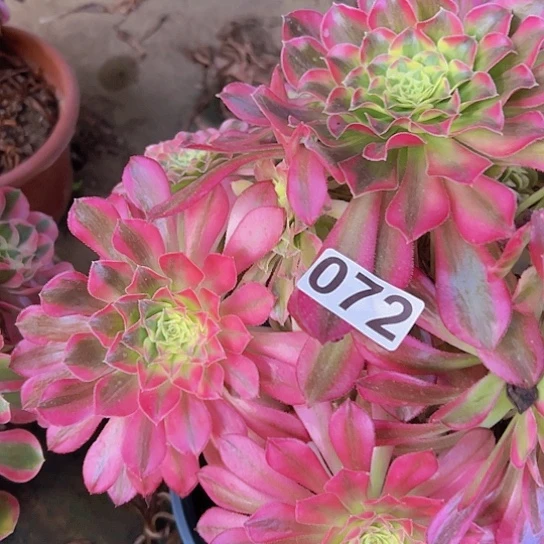 小***杨多肉植物一个法师