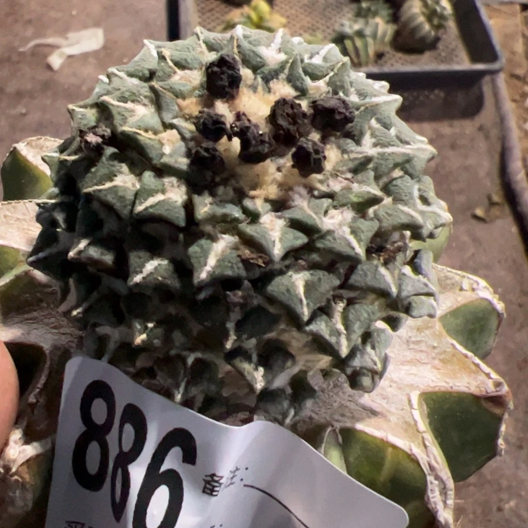 黑牡丹仙人球开花886