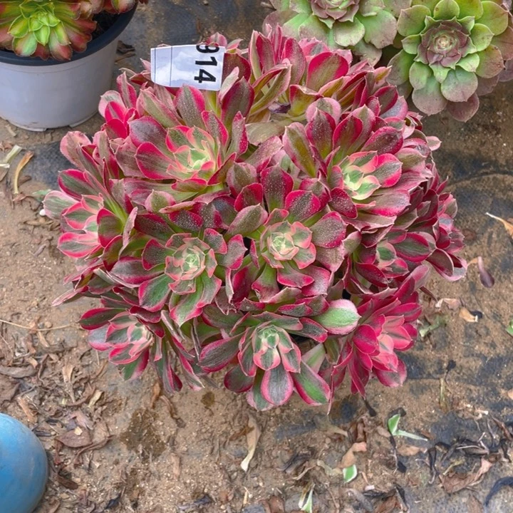 多肉妖月法师914