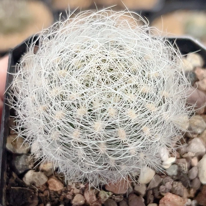 银翁玉实生仙人球