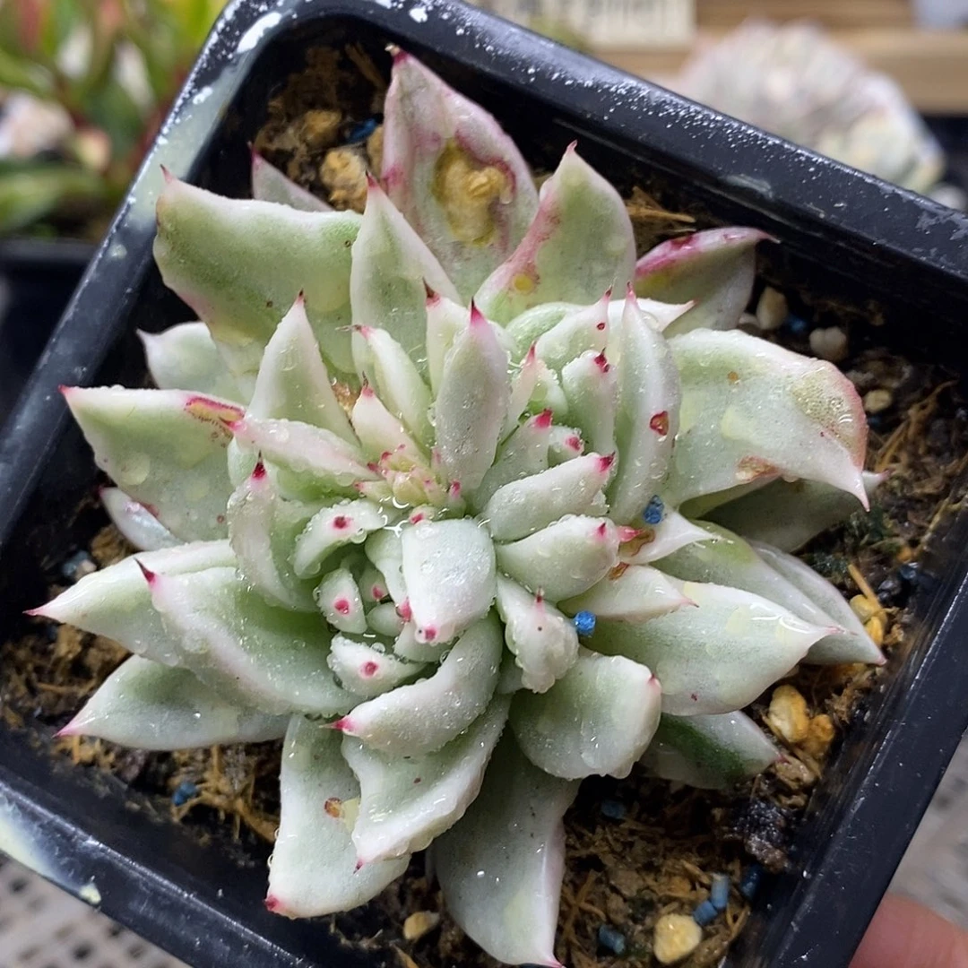 2405 怪物玛利亚锦双头