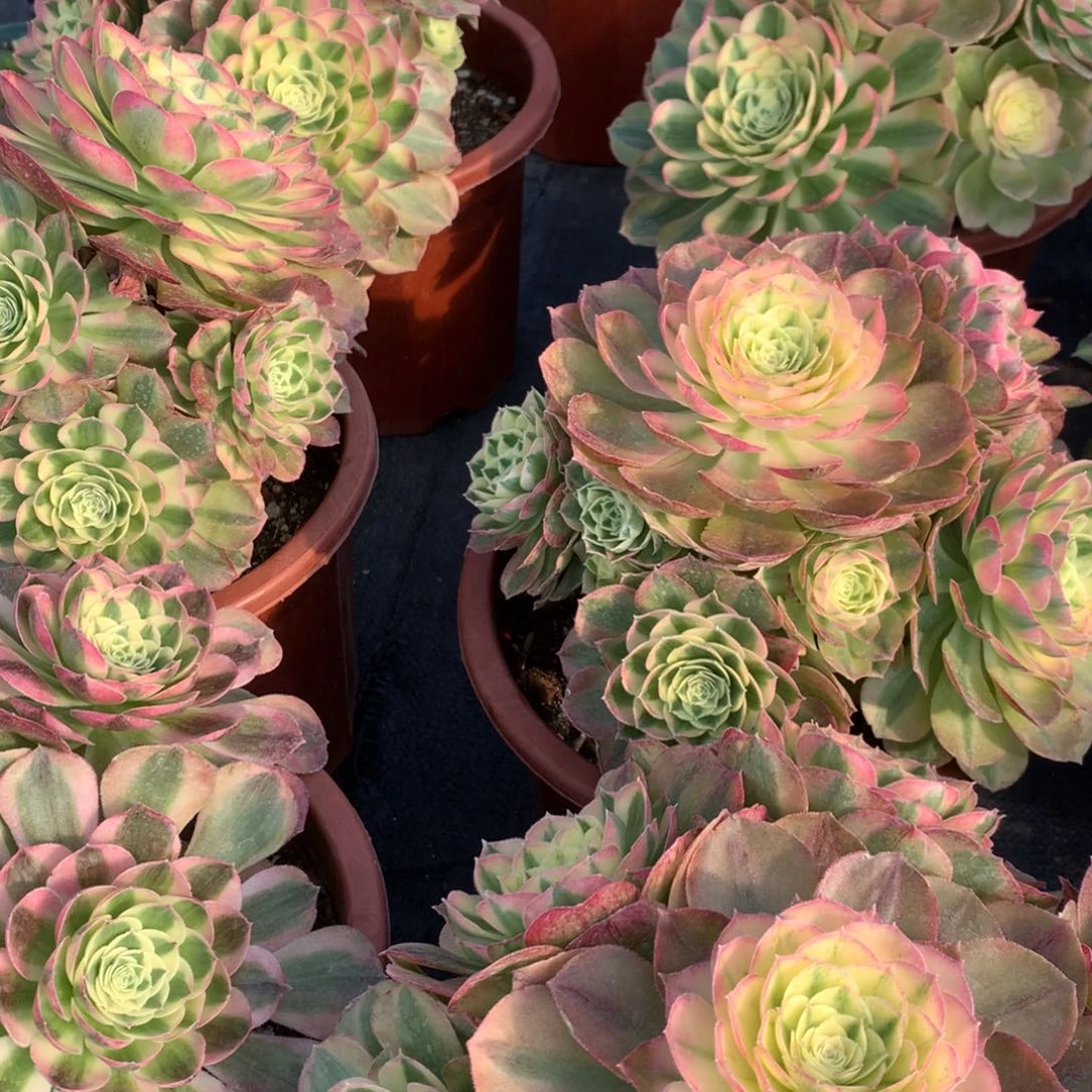 紫砂茶杯粉砖19.9福利