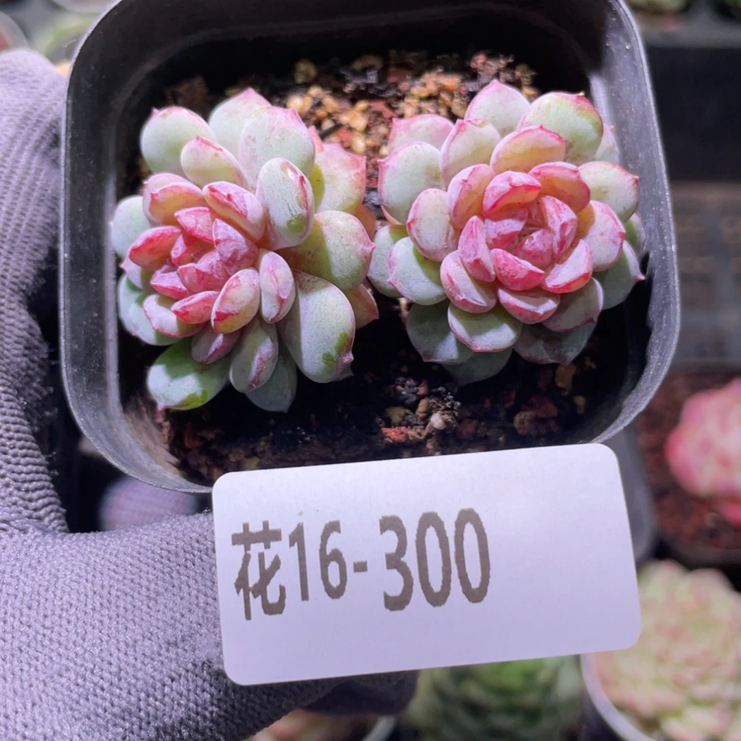 花利美16-300血钻