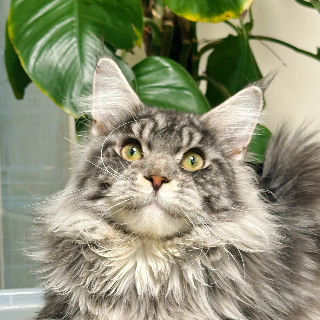 来了姊妹-银虎斑缅因猫-弟弟-2603