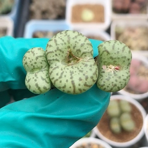 多肉肉锥 3头安贞