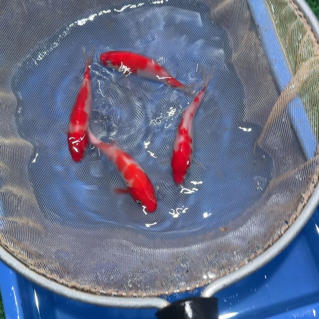 锦鲤锦鲤观赏鱼锦鲤