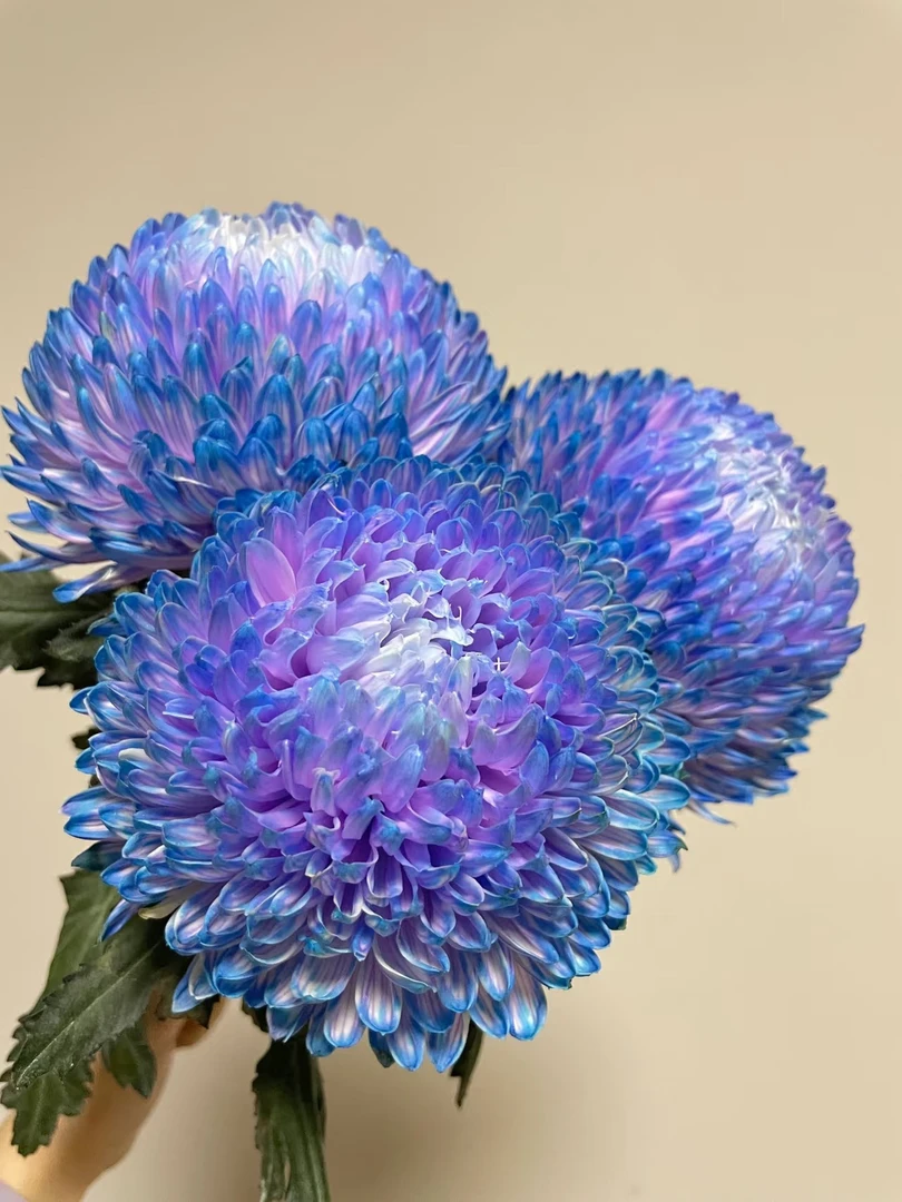 大花蓝紫色牡丹菊【富贵牡丹菊】人间富贵花年宵花圆满浓情花期长