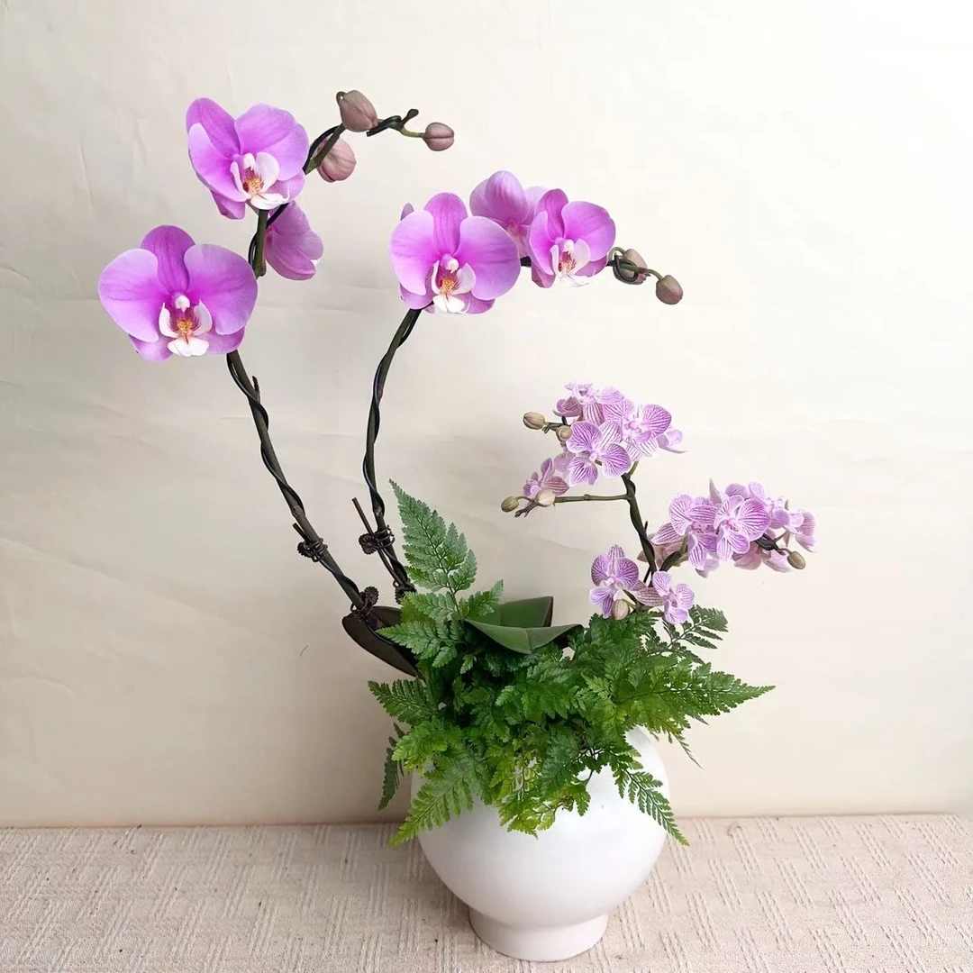 国华优选【樱花仙女】蝴蝶兰轻奢绿植花卉艺术高级盆栽植株很好养