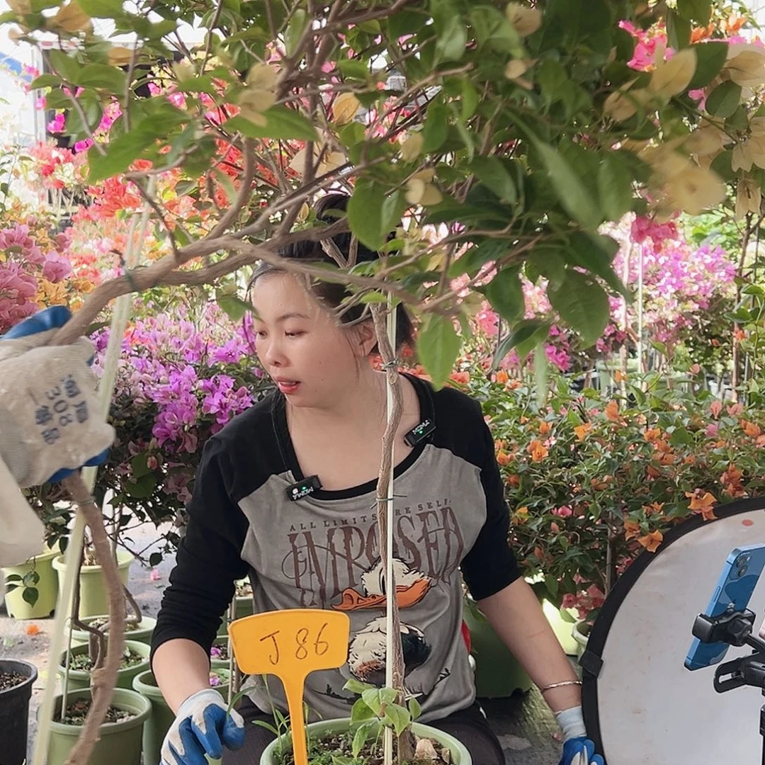 亿***式大部分花苞少量开放J86苏瓦娜