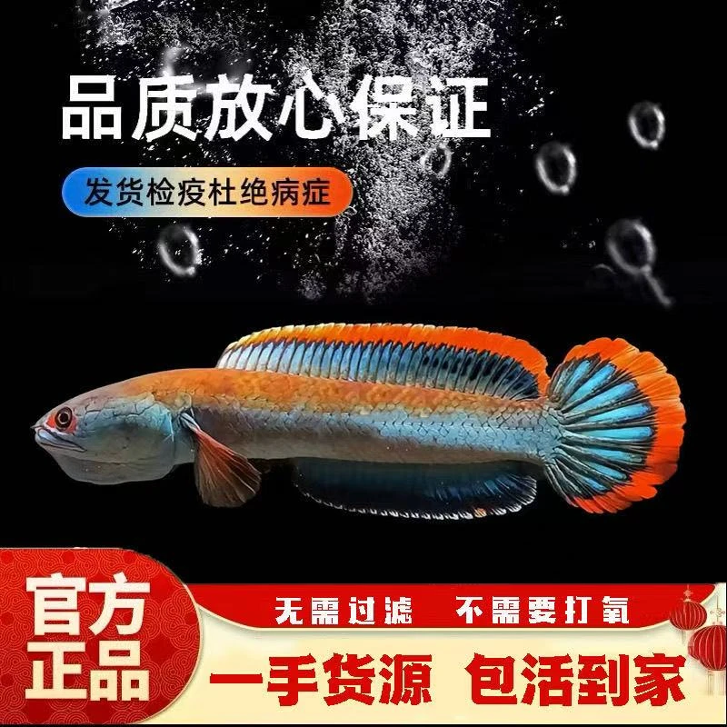 血斑一型雷龙观赏鱼竞拍链接