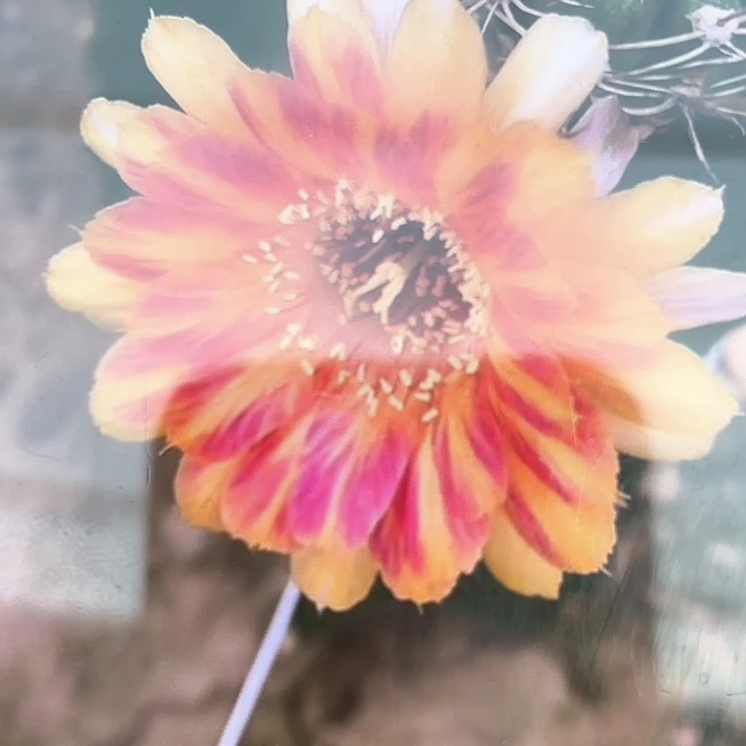 天生狂野丽花侧牙20包邮仙人球35