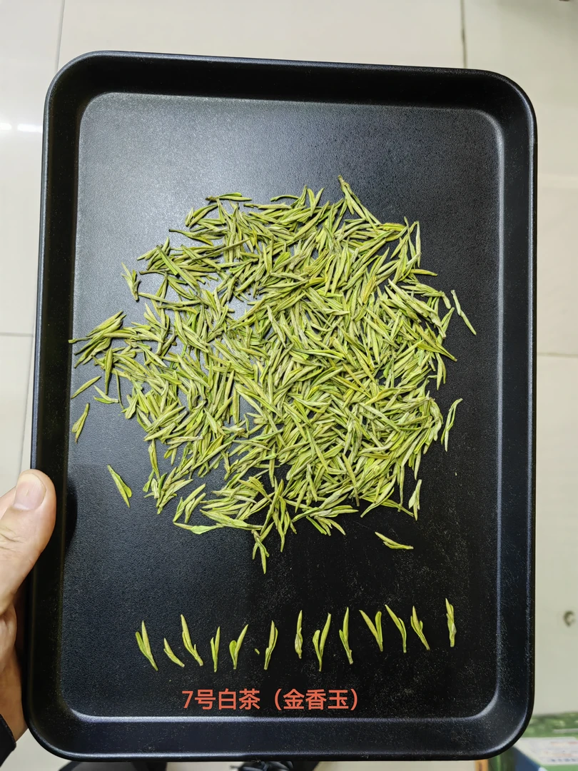 7号白茶，金香玉白茶，2025年明前茶