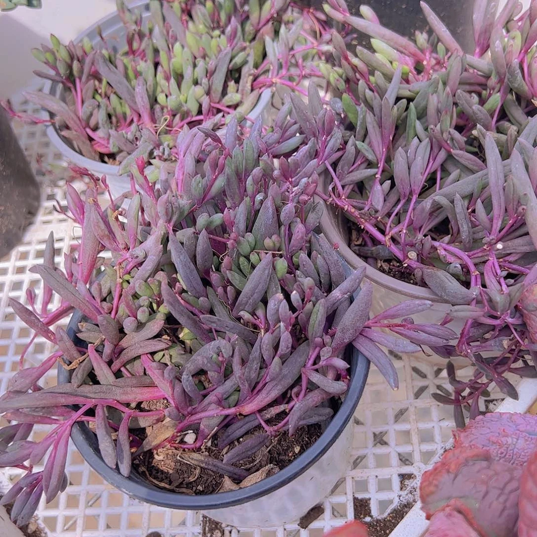 紫玄月二盆精品带盆土