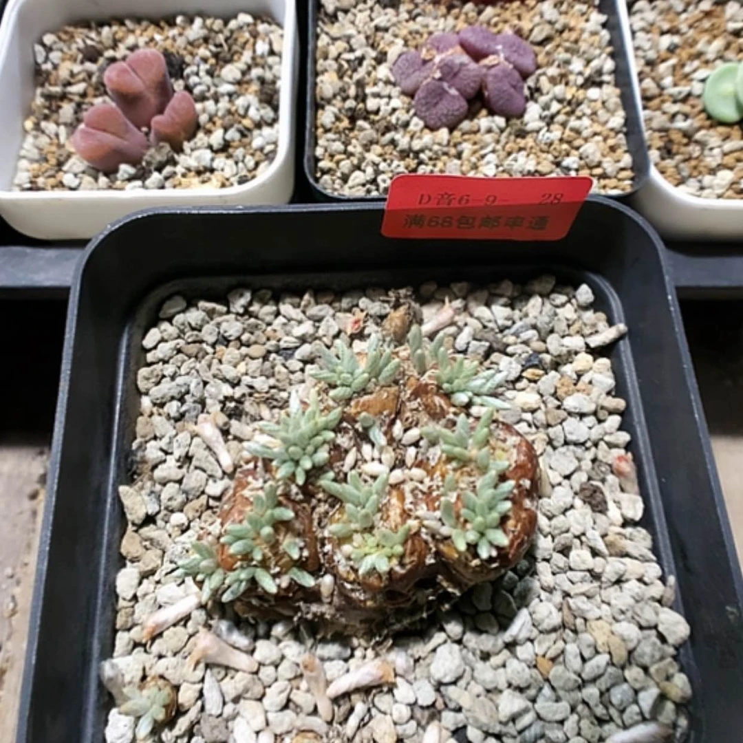 【闪购商品】6-9-28 韧锦1颗 60