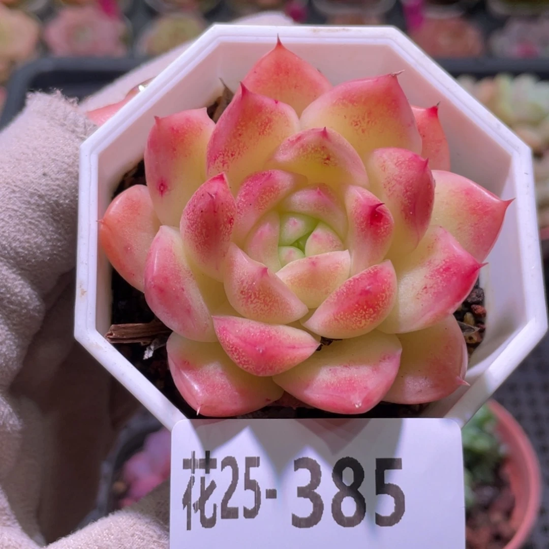 花利美25-385麦秆