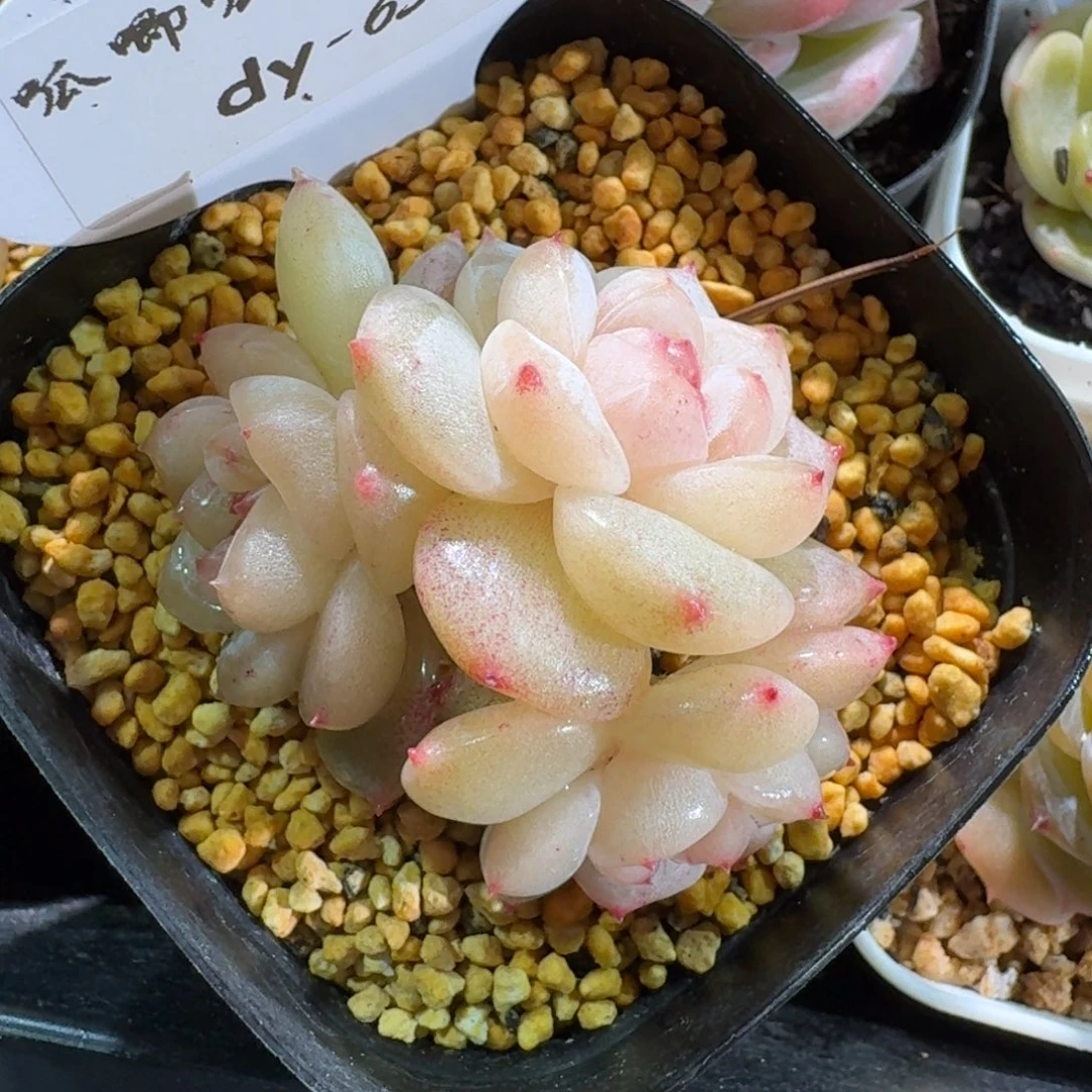 0129-65-r群一颗三头