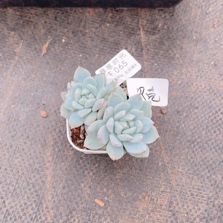 爱***壳065 带陶瓷盆发货 满28包邮