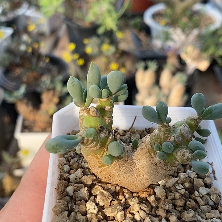 825卡拉菲厚敦菊带盆