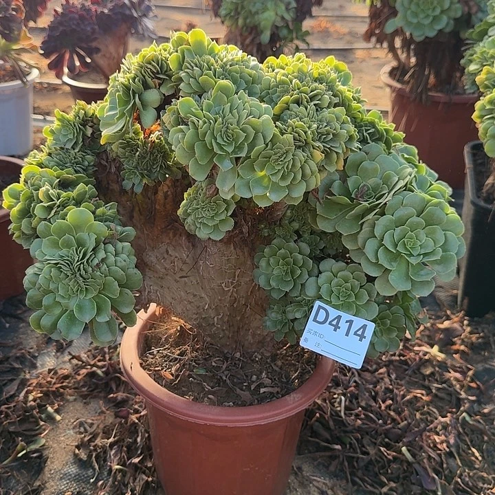 414绿缀有伤一颗呀呀呀