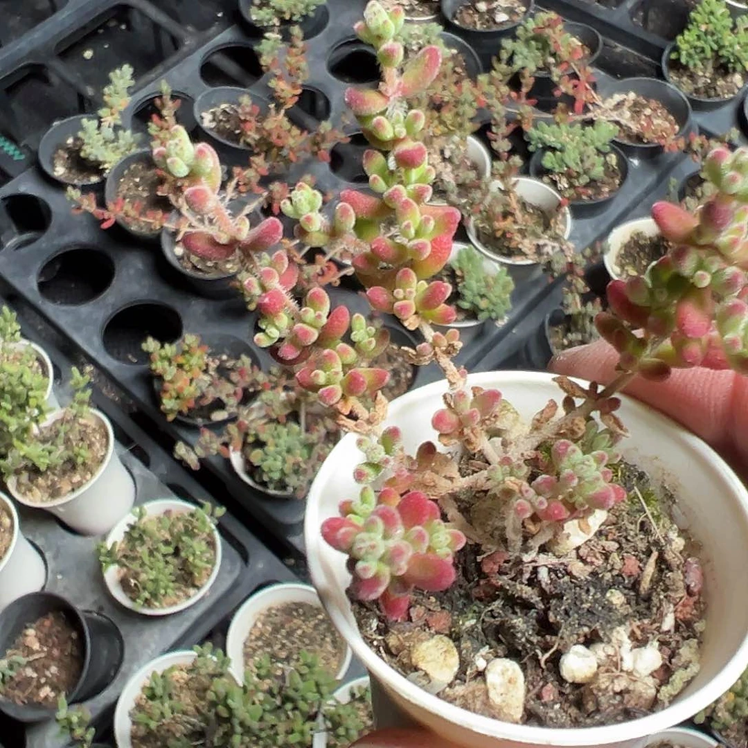 红宝石50老桩清货