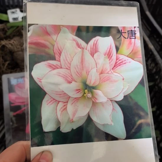 当前无花栽培后可以开花大唐3厘米裸根球