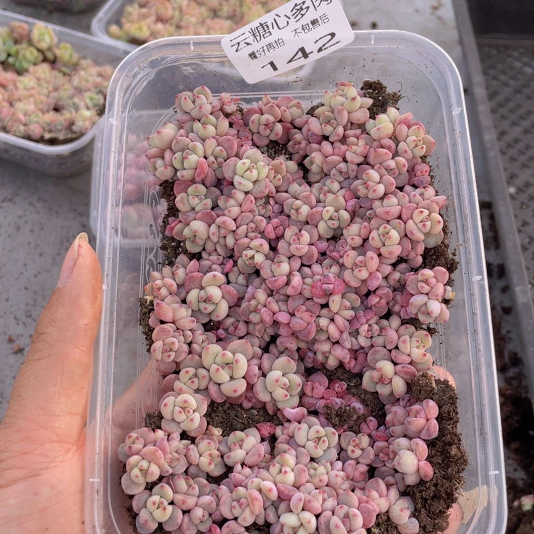 云糖心多肉植物142