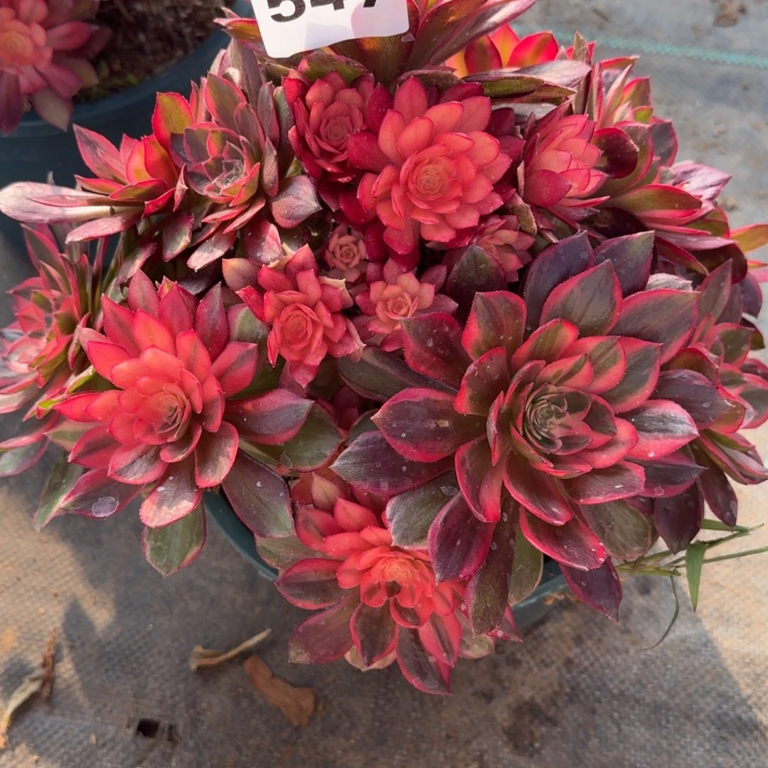 547黑魔禁多肉植物