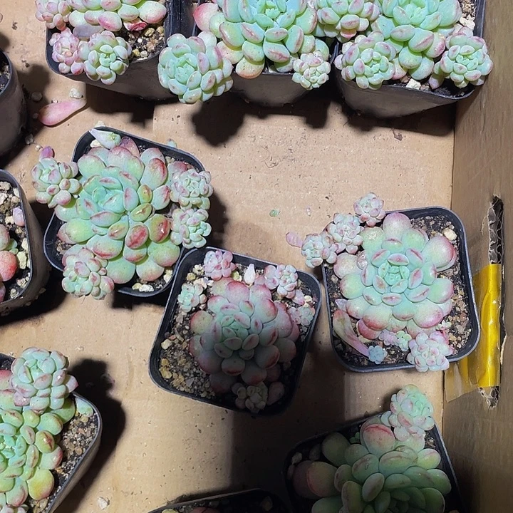 大萌豆带盆土发货