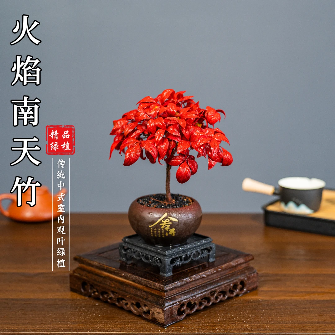火焰南天竹室内好养老桩盆景盆栽绿植花卉客厅茶几美观