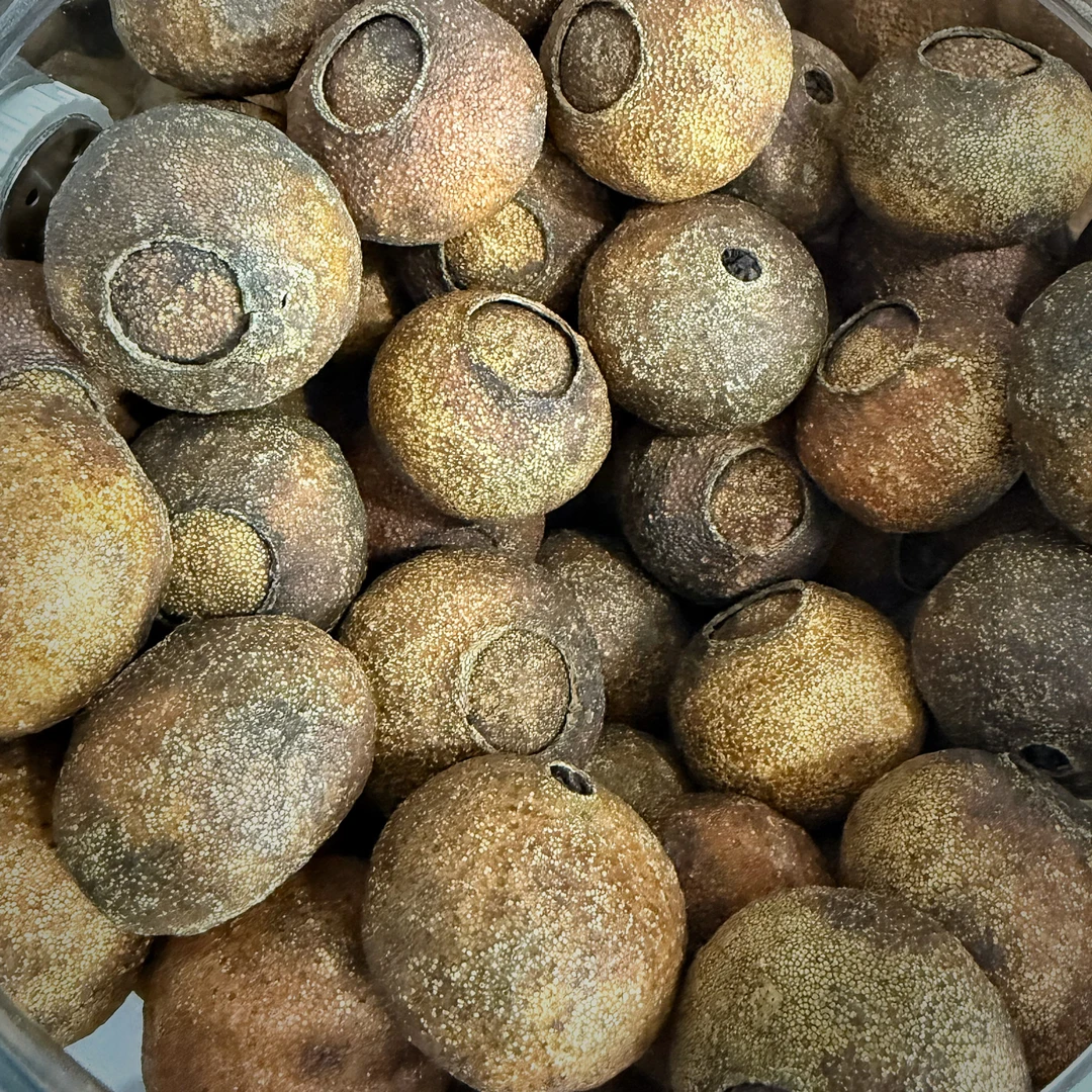 2018全生晒 2020全生晒东甲老树薄荷药香小青柑大红2024大红柑