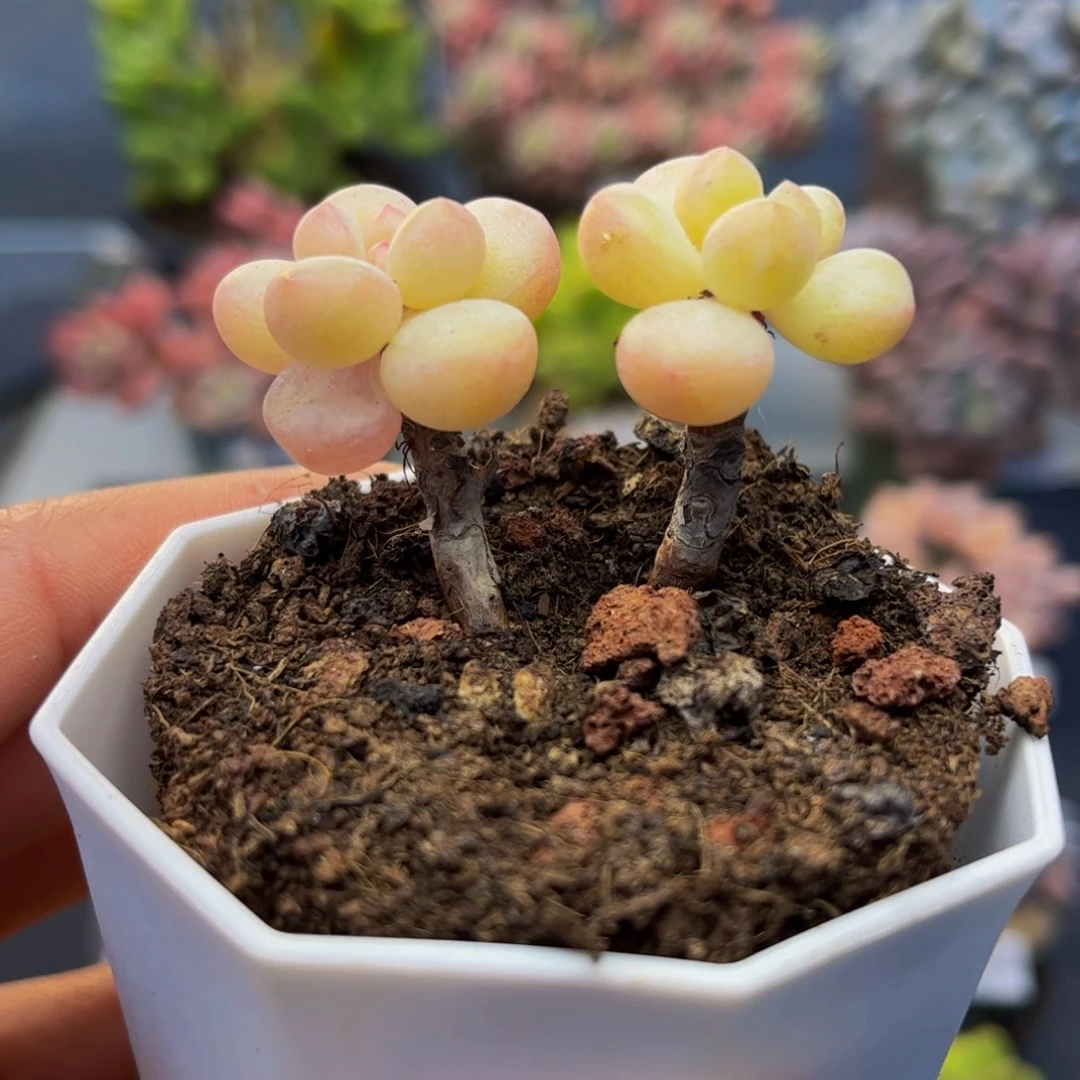 032-萤火虫多肉3cm