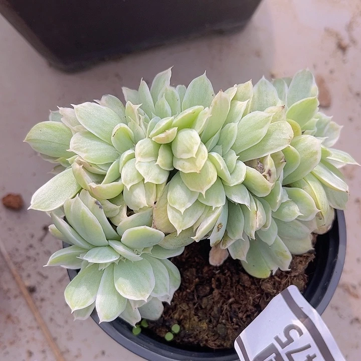 伯克利锦杂缀0475多肉植物