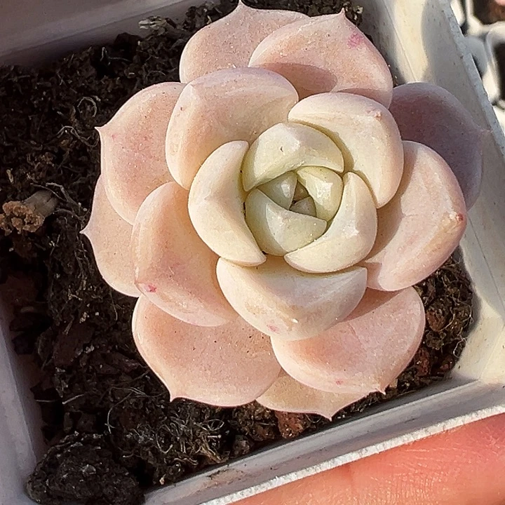 兔兔糖。   福利多多