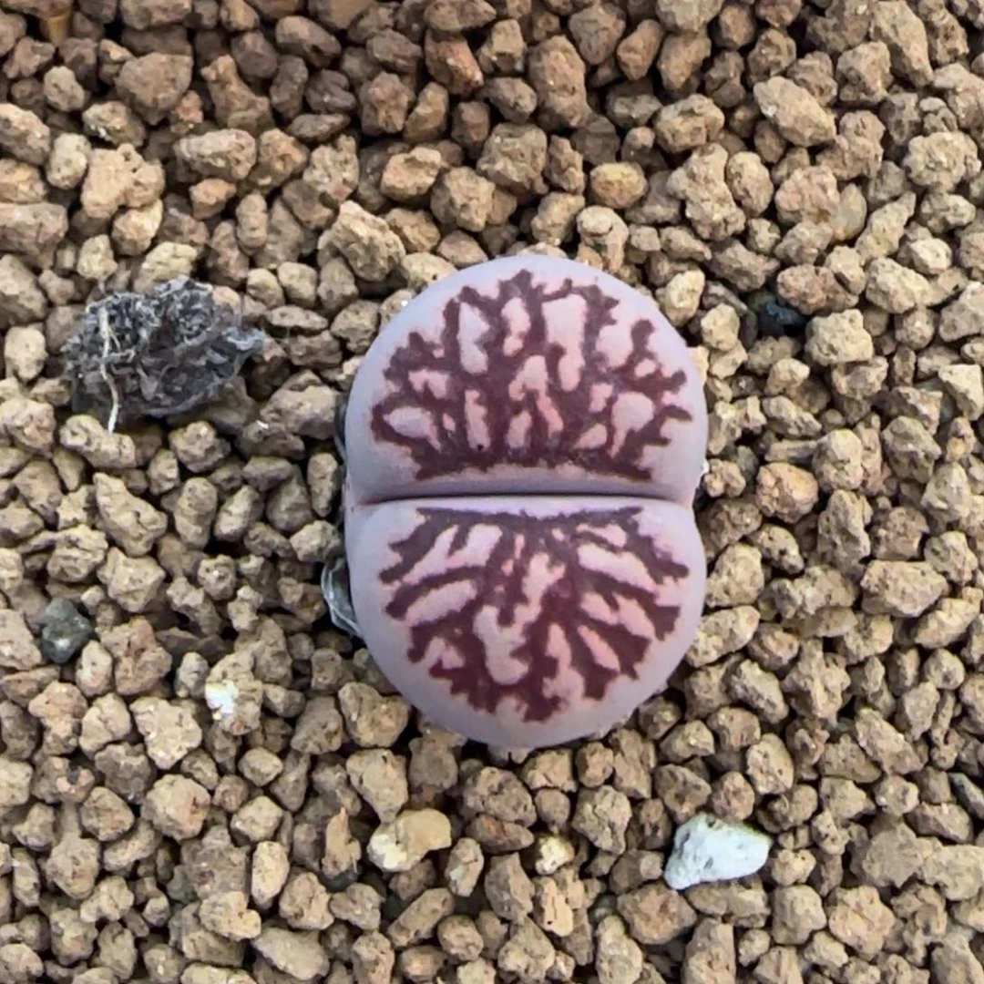 29 紫菊花石清框福利30包邮