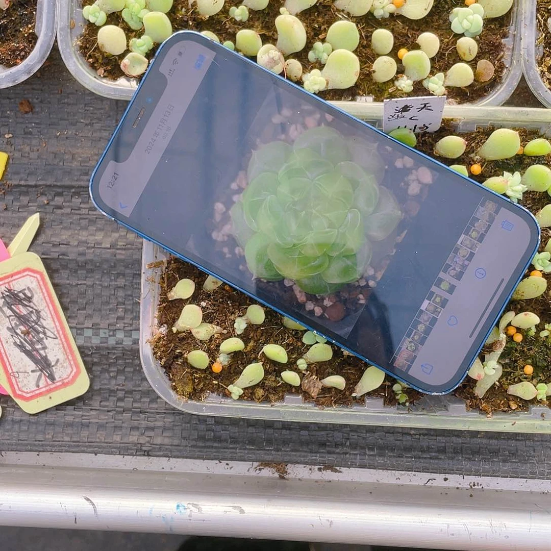 泼天芝麻苗一个满25包邮