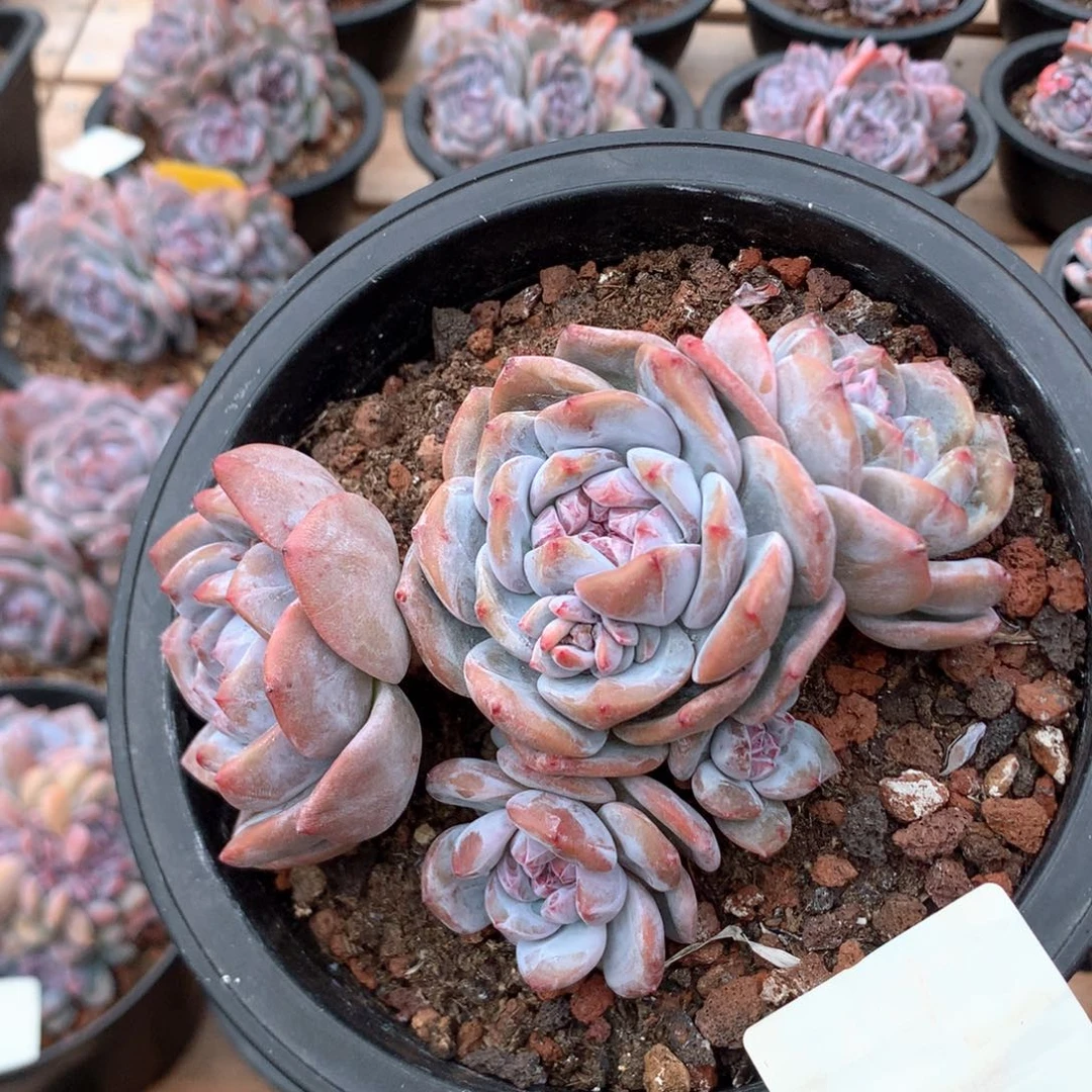 13厘米五头石榴籽 特价 4577