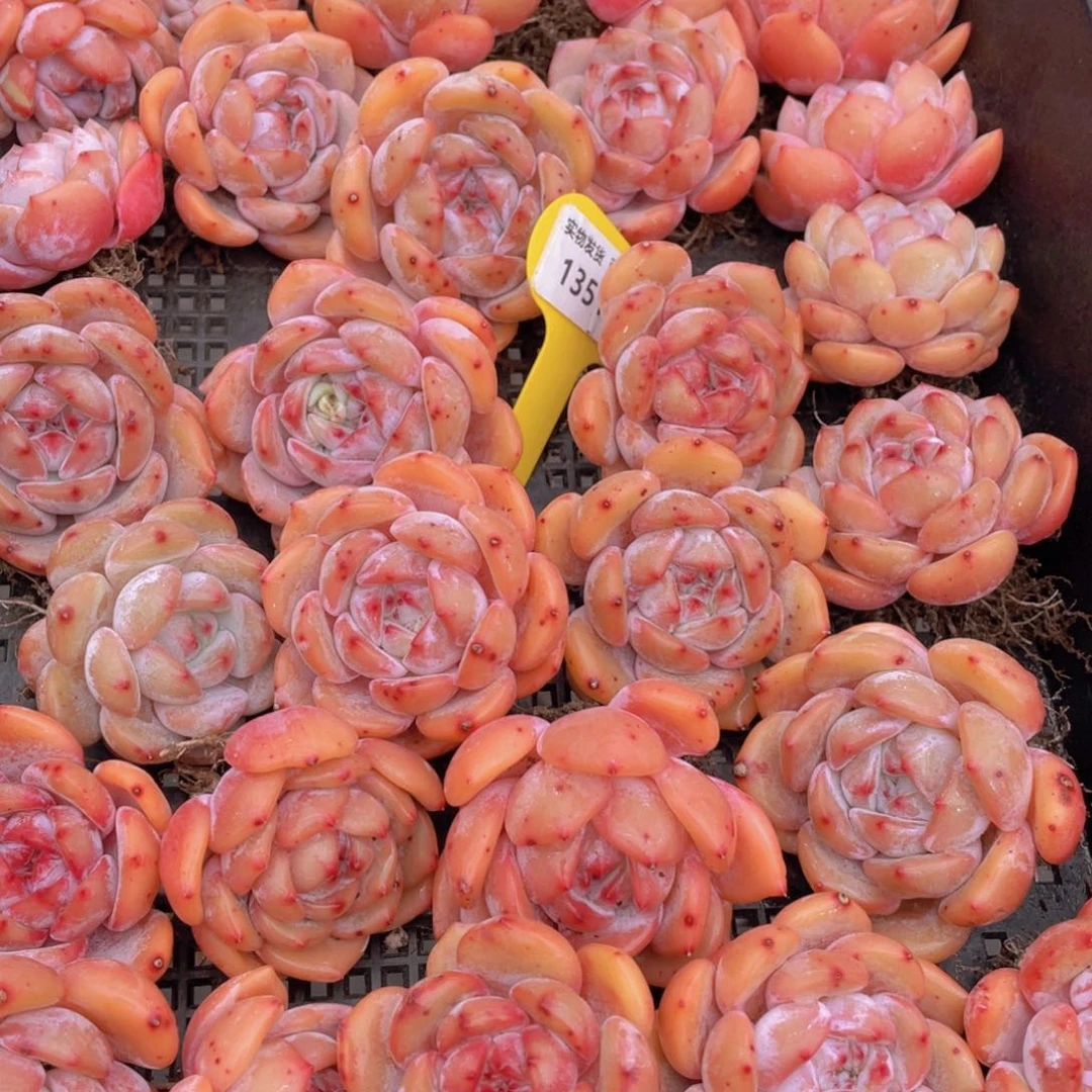 1351号 大福利 宽叶包包韩橙单头三个