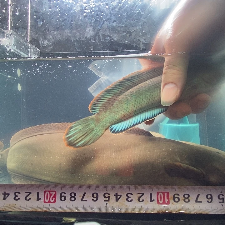 雷龙鱼20公分左右