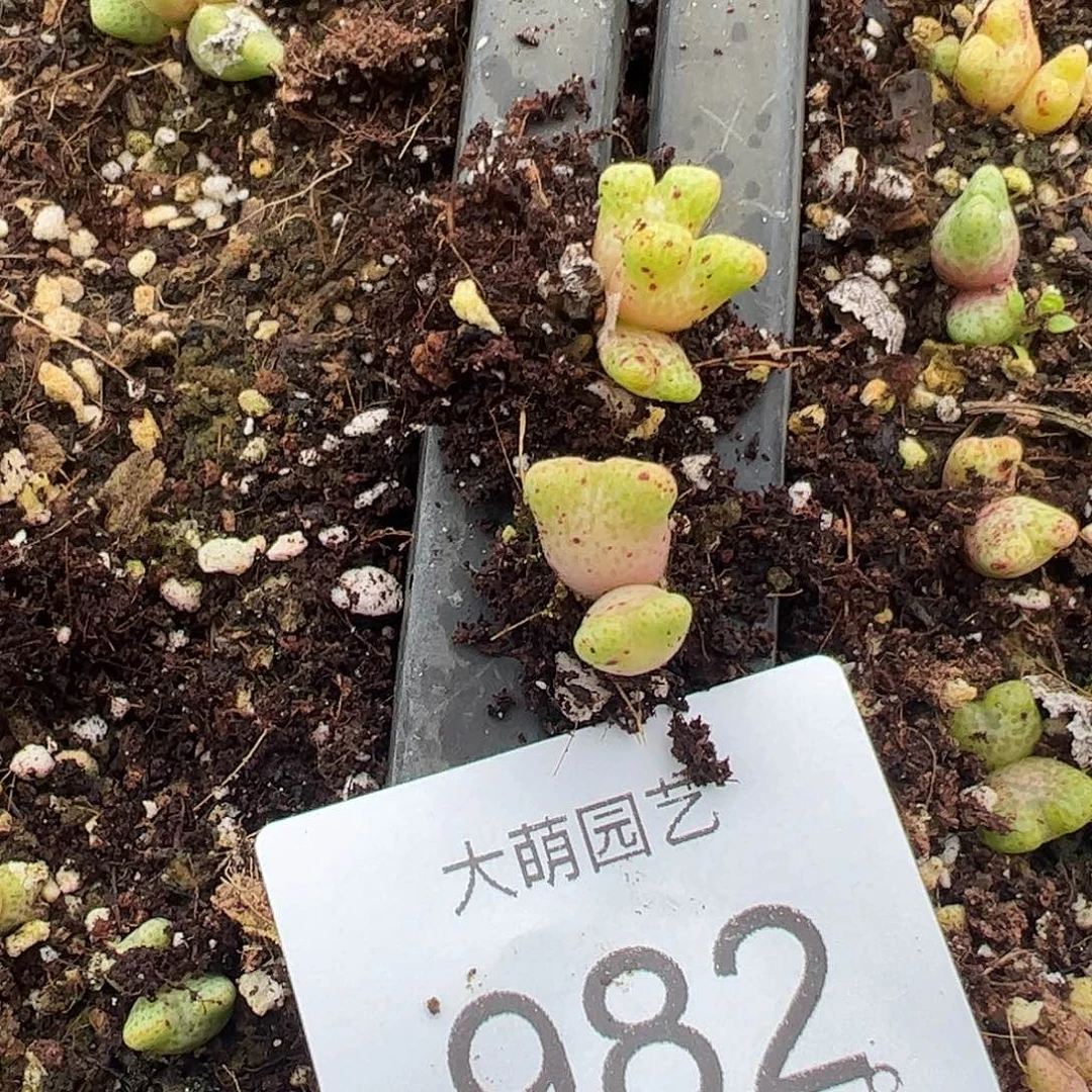 一物一拍。          982